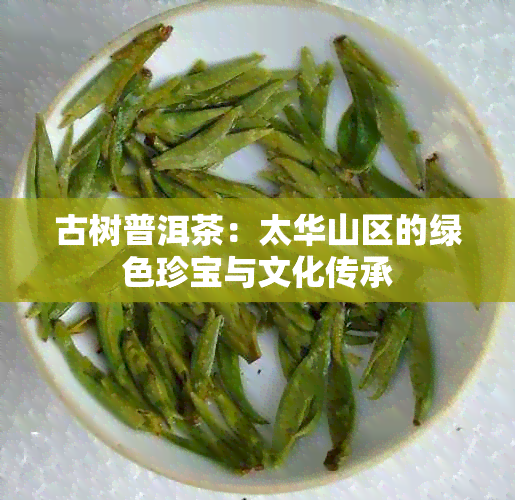 古树普洱茶：太华山区的绿色珍宝与文化传承