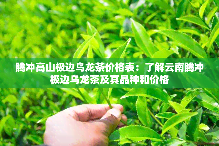 腾冲高山极边乌龙茶价格表：了解云南腾冲极边乌龙茶及其品种和价格