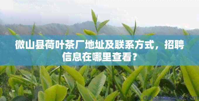 微山县荷叶茶厂地址及联系方式，招聘信息在哪里查看？