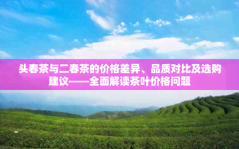 头春茶与二春茶的价格差异、品质对比及选购建议——全面解读茶叶价格问题