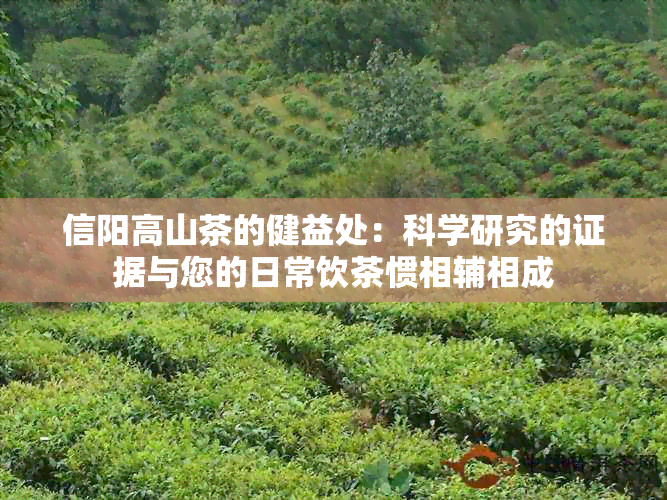 信阳高山茶的健益处：科学研究的证据与您的日常饮茶惯相辅相成