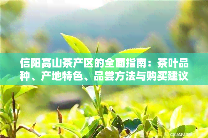 信阳高山茶产区的全面指南：茶叶品种、产地特色、品尝方法与购买建议