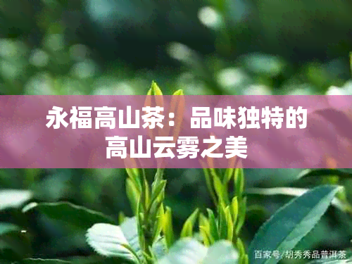 永福高山茶：品味独特的高山云雾之美