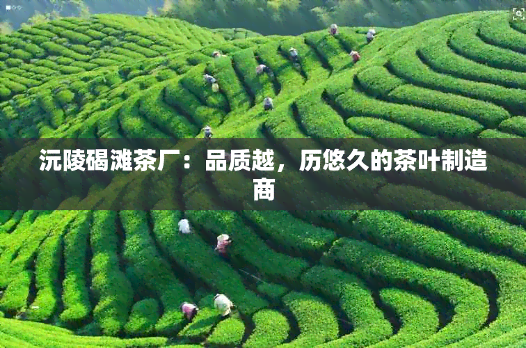 沅陵碣滩茶厂：品质越，历悠久的茶叶制造商