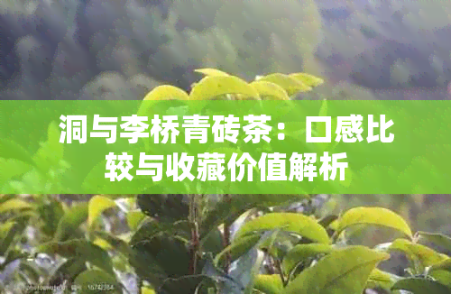 洞与李桥青砖茶：口感比较与收藏价值解析