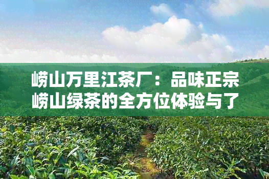 崂山万里江茶厂：品味正宗崂山绿茶的全方位体验与了解