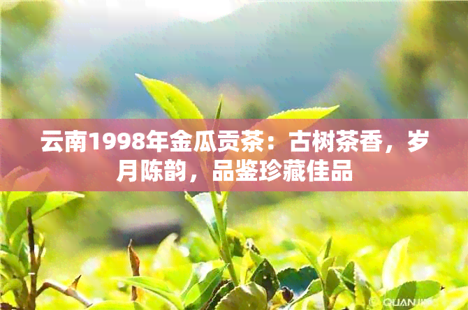 云南1998年金瓜贡茶：古树茶香，岁月陈韵，品鉴珍藏佳品