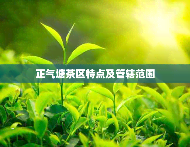 正气塘茶区特点及管辖范围