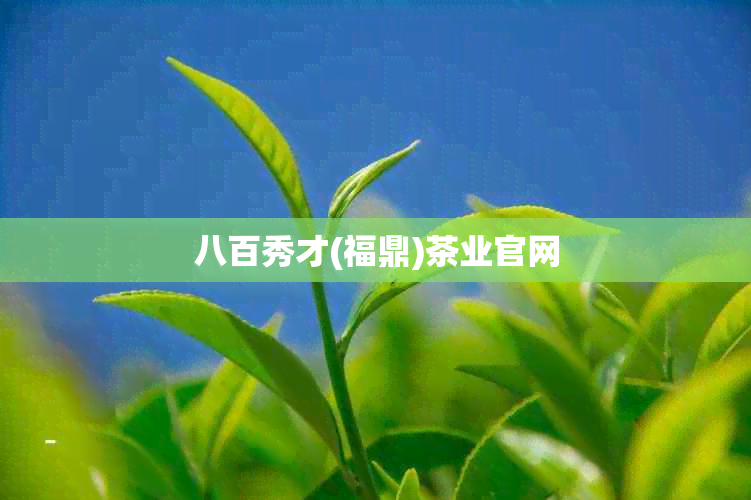 八百秀才(福鼎)茶业官网