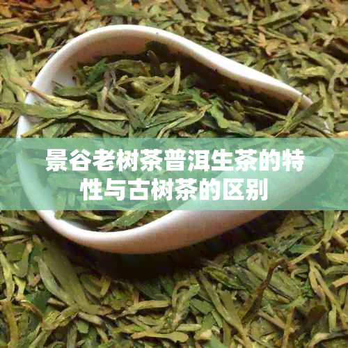 景谷老树茶普洱生茶的特性与古树茶的区别