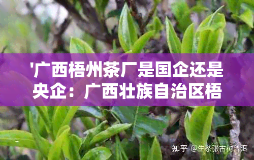 '广西梧州茶厂是国企还是央企：广西壮族自治区梧州茶厂'