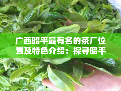 广西昭平最有名的茶厂位置及特色介绍：探寻昭平茶叶产业的魅力与独特之处