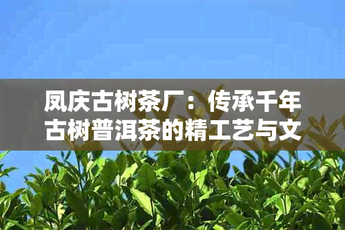 凤庆古树茶厂：传承千年古树普洱茶的精工艺与文化价值