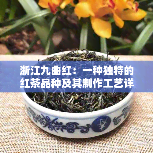 浙江九曲红：一种独特的红茶品种及其制作工艺详解