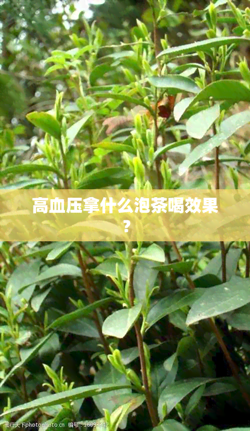 高血压拿什么泡茶喝效果？