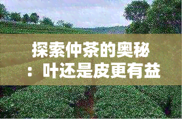 探索仲茶的奥秘：叶还是皮更有益健？