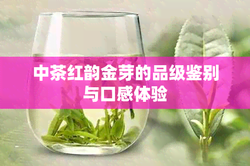 中茶红韵金芽的品级鉴别与口感体验