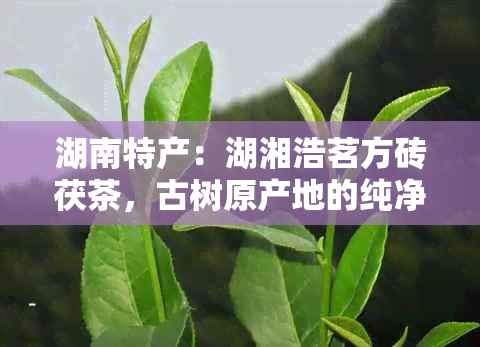 湖南特产：湖湘浩茗方砖茯茶，古树原产地的纯净口感