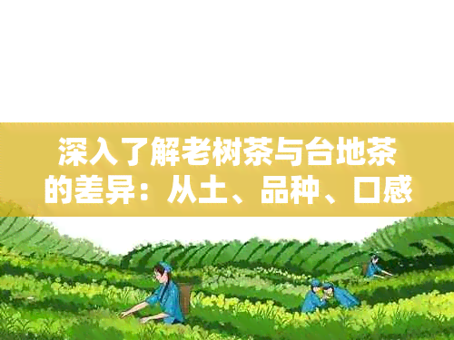 深入了解老树茶与台地茶的差异：从土、品种、口感和品质角度分析