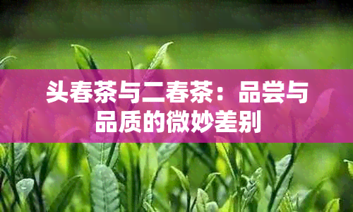 头春茶与二春茶：品尝与品质的微妙差别