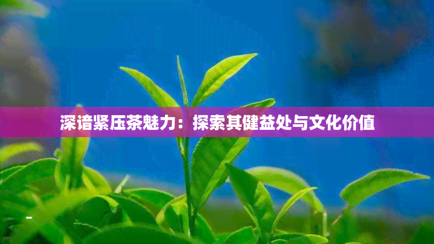 深谙紧压茶魅力：探索其健益处与文化价值