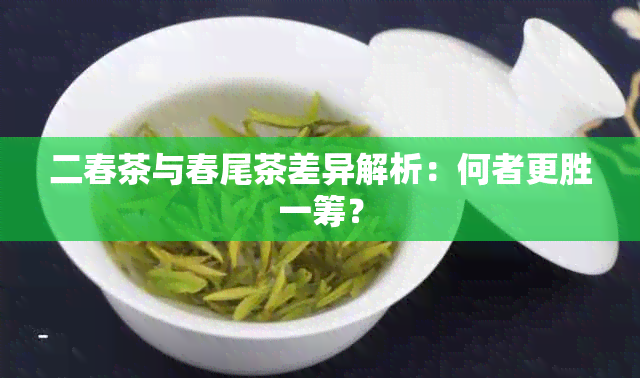 二春茶与春尾茶差异解析：何者更胜一筹？