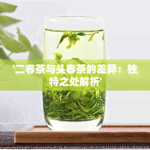 '二春茶与头春茶的差异：独特之处解析'