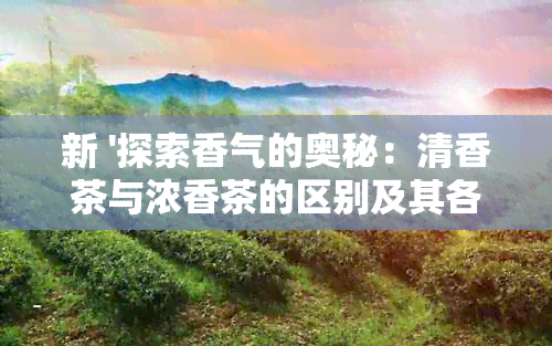 新 '探索香气的奥秘：清香茶与浓香茶的区别及其各自的特点'