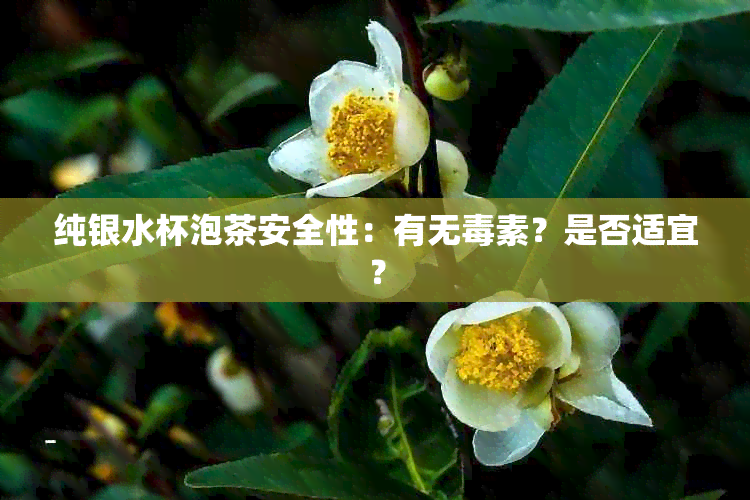 纯银水杯泡茶安全性：有无素？是否适宜？