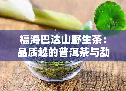 福海巴达山野生茶：品质越的普洱茶与勐海茶文化