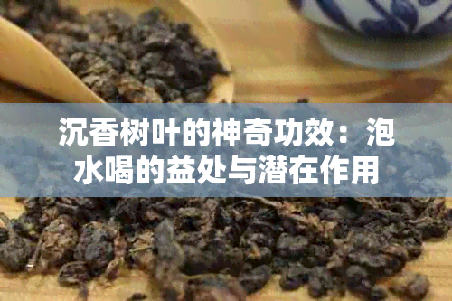 沉香树叶的神奇功效：泡水喝的益处与潜在作用