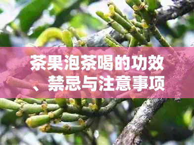 茶果泡茶喝的功效、禁忌与注意事项：全面解析茶果泡茶的奥秘与正确饮用方法