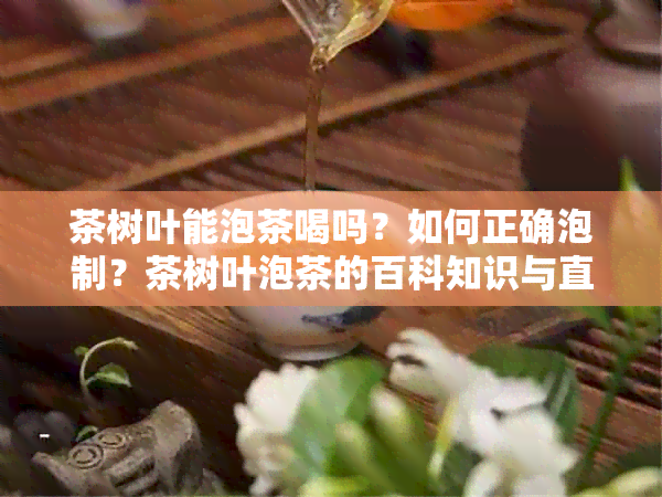 茶树叶能泡茶喝吗？如何正确泡制？茶树叶泡茶的百科知识与直接饮用的可行性