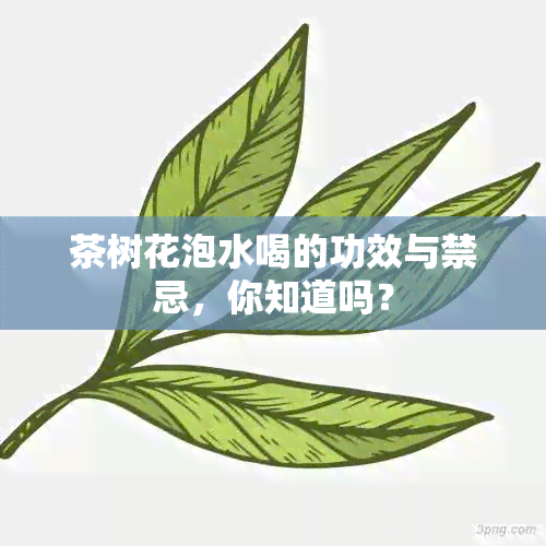 茶树花泡水喝的功效与禁忌，你知道吗？