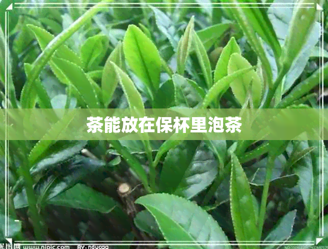 茶能放在保杯里泡茶