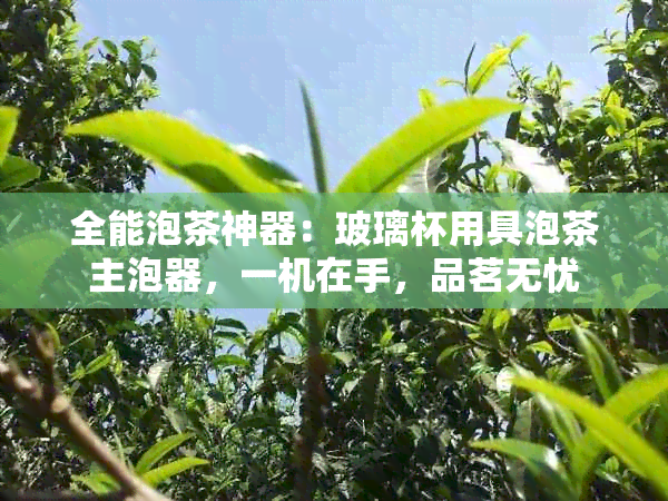 全能泡茶神器：玻璃杯用具泡茶主泡器，一机在手，品茗无忧