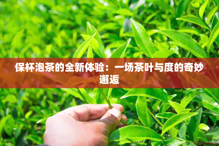 保杯泡茶的全新体验：一场茶叶与度的奇妙邂逅