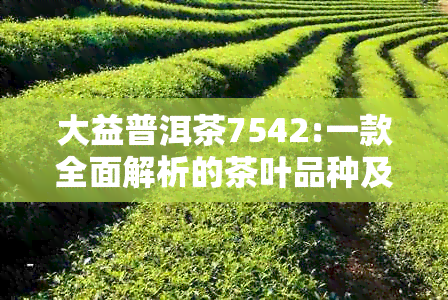 大益普洱茶7542:一款全面解析的茶叶品种及其特点