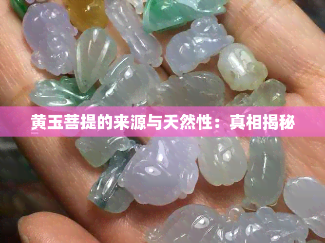 黄玉菩提的来源与天然性：真相揭秘