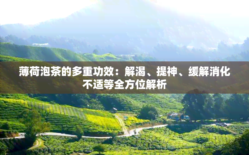 薄荷泡茶的多重功效：解渴、提神、缓解消化不适等全方位解析