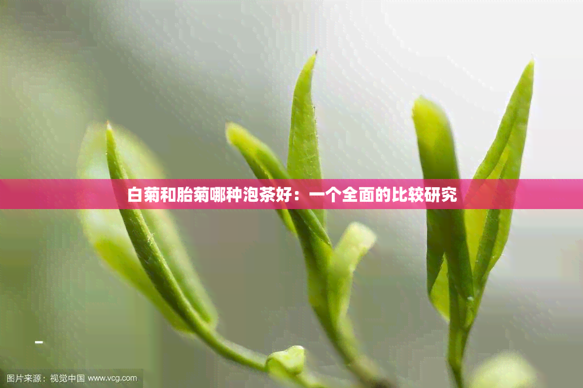 白菊和胎菊哪种泡茶好：一个全面的比较研究