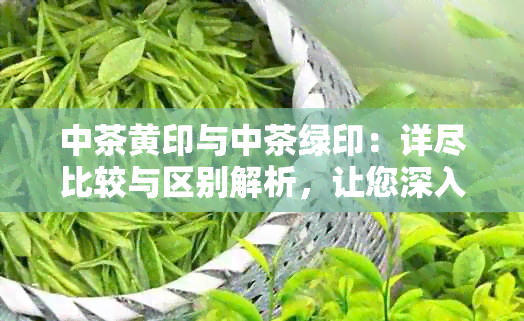 中茶黄印与中茶绿印：详尽比较与区别解析，让您深入了解两种特色印章茶