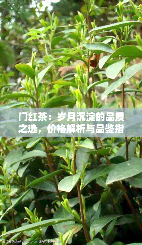 门红茶：岁月沉淀的品质之选，价格解析与品鉴指南