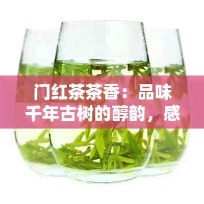 门红茶茶香：品味千年古树的醇韵，感受红茶文化的独特魅力