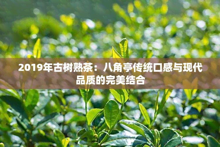 2019年古树熟茶：八角亭传统口感与现代品质的完美结合