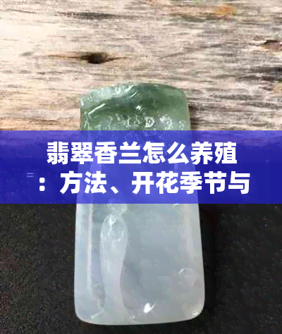 翡翠香兰怎么养殖：方法、开花季节与绿翡翠香兰的关系探讨