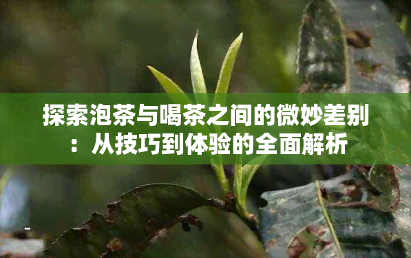 探索泡茶与喝茶之间的微妙差别：从技巧到体验的全面解析