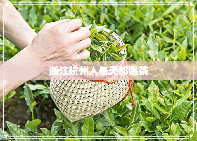 浙江杭州人每天都喝茶