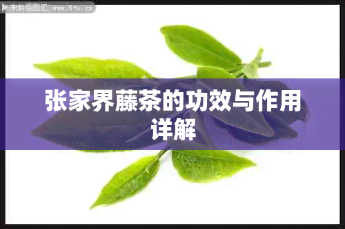 张家界藤茶的功效与作用详解