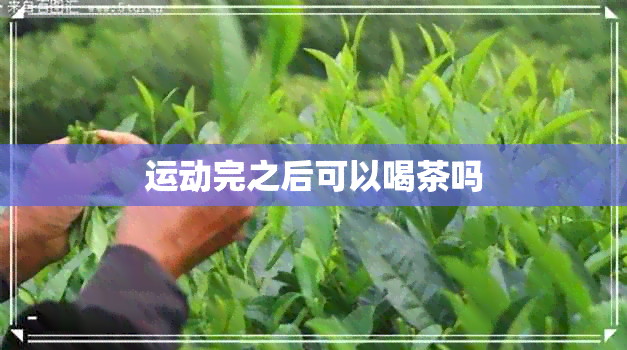 运动完之后可以喝茶吗